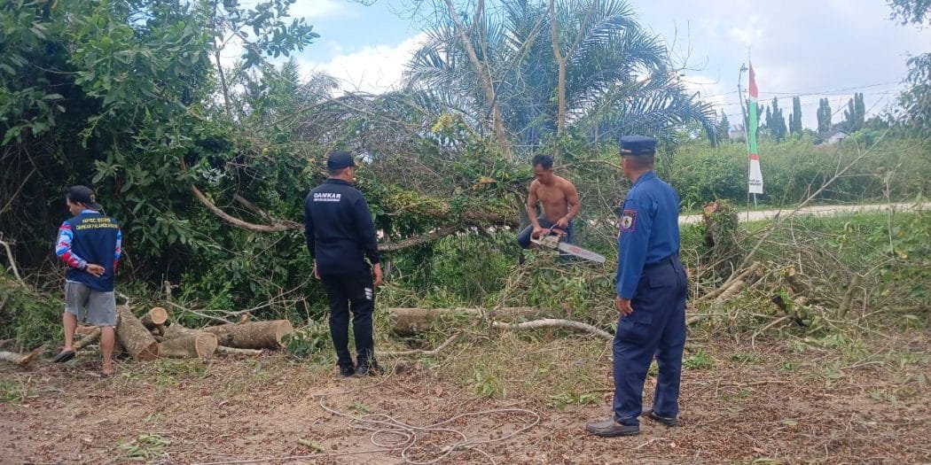 Aksi Sigap Damkar Palangka Raya Evakuasi Pohon Raksasa di Tengah Pemukiman Warga