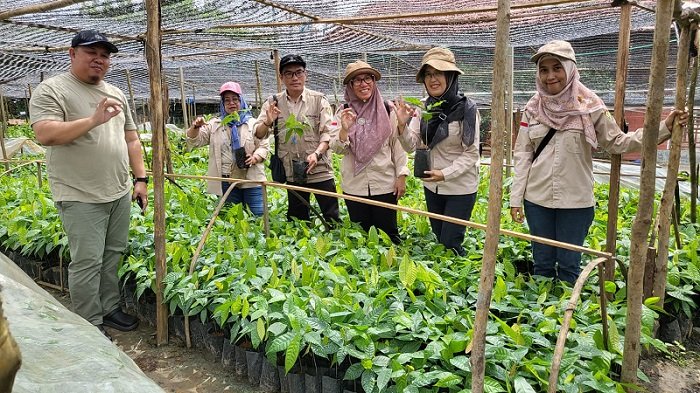 Kalteng Pastikan Kualitas Benih Kakao di Murung Raya, 95.000 Batang Siap Salur