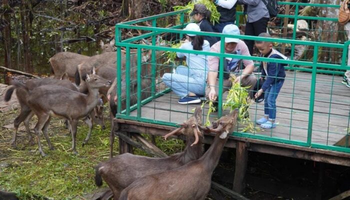 Gubernur Kalteng H Sugianto Sabran memberi makan rusa yang ada di Nyaru Menteng