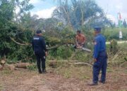 Aksi Sigap Damkar Palangka Raya Evakuasi Pohon Raksasa di Tengah Pemukiman Warga