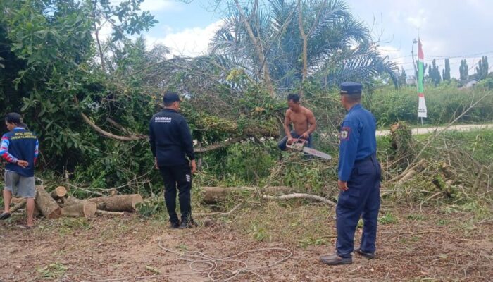 Aksi Sigap Damkar Palangka Raya Evakuasi Pohon Raksasa di Tengah Pemukiman Warga